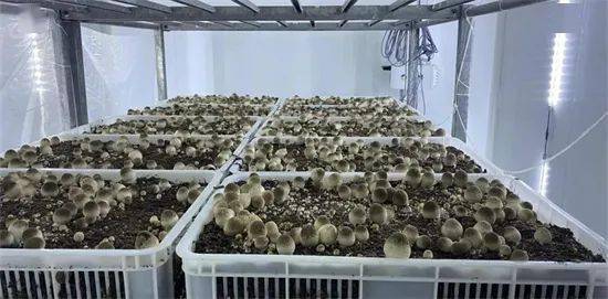 草菇工廠化三次發(fā)酵技術(shù)突破與廢水治理新策略